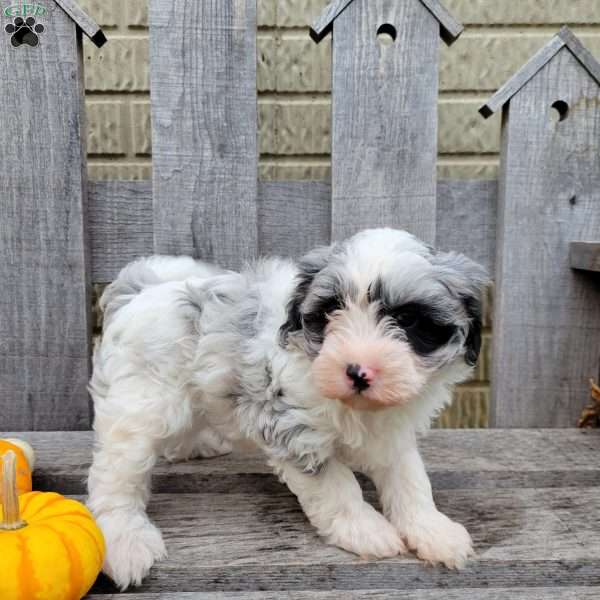 Cooper, Havapoo Puppy